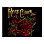 Rose Culture 1887 Post Card