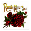 Rose Culture 1887 posters