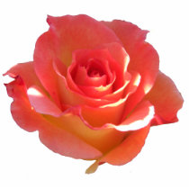 Rose Cup Photo Sculpture