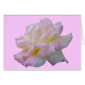 Rose digital drawing cards