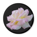 Rose digital drawing magnets