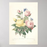 Rose du Bengale Canvas Print