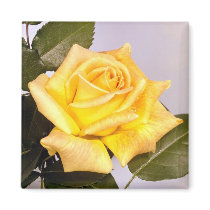 Rose Elegance Magnet