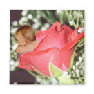 square_magnet - This enchanting flower baby peeking from a rose is beautiful magnet!  This charming flower baby magnet makes a magical and thoughtful gift!