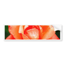rose  flower bumper stickers