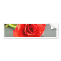 rose  flower bumper stickers