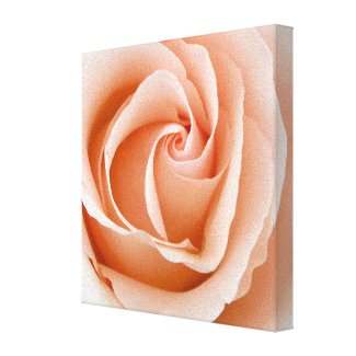 Rose Flower Floral Wrapped Canvas Canvas Print