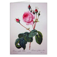 Rose flower, Pierre Joseph Redouté Card