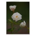 Rose, flowers. cards by Thorninger Rose, flowers. cards
