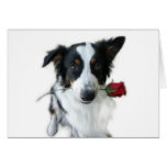 Rose from Lady The Australian Shepherd Greeting Card
