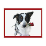 Rose from Lady The Australian Shepherd Postcard