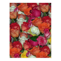 rose galore post cards