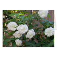 Rose Garden card