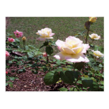 Rose Garden Postcard