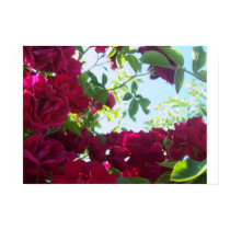 Rose Garden posters by uRwutUeat Rose Garden posters