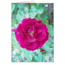 Rose cards