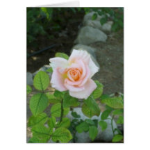 Rose Greeting Card