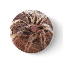 Rose Hair Tarantula Pinback Buttons