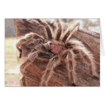 Rose Hair Tarantula Cards