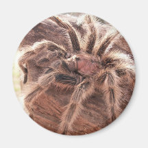 Rose Hair Tarantula Fridge Magnets