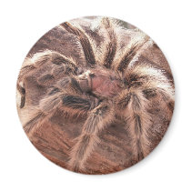 Rose Hair Tarantula Fridge Magnet