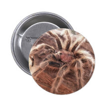Rose Hair Tarantula Pinback Buttons