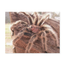 Rose Hair Tarantula Post Card