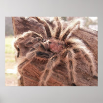 Rose Hair Tarantula Print