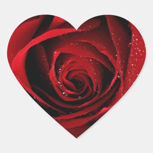 rose heart sticker Zazzle