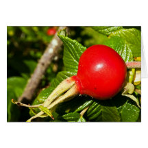 Rose Hip Cards