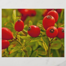 Rose Hip Custom Flyer
