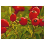 Rose Hip Custom Flyer