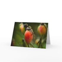 Rose Hip Greeting Card