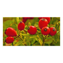 Rose Hip Photo Card Template