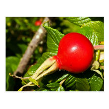 Rose Hip Post Card