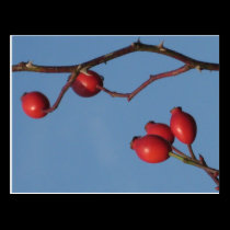 Rose hips Postcard postcards