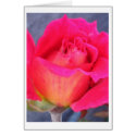 rose hybrid card by KrisArts rose hybrid card