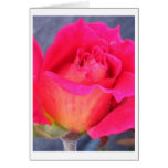 rose hybrid card