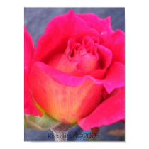Rose Hybrid posters