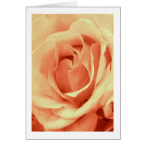 Rose in "Ballet Pink" Cards
