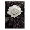 Rose in Black and White cards by EarthSmiles Rose in Black and White cards