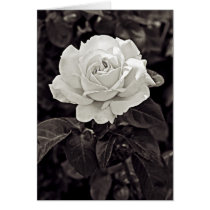 Rose in Black and White cards by EarthSmiles Rose in Black and White cards