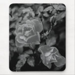 Rose In Bloom Mouse Pad