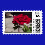 Rose in bloom Postage Stamp