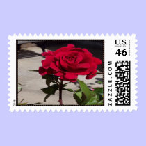 Rose in bloom Postage Stamp stamps