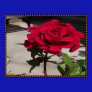 Rose In Bloom