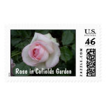 Rose in Cofields Garden