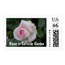 Rose in Cofields Garden postage