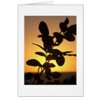 Rose in Paradise cards
