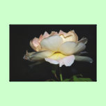 Rose in pink negligee canvas prints